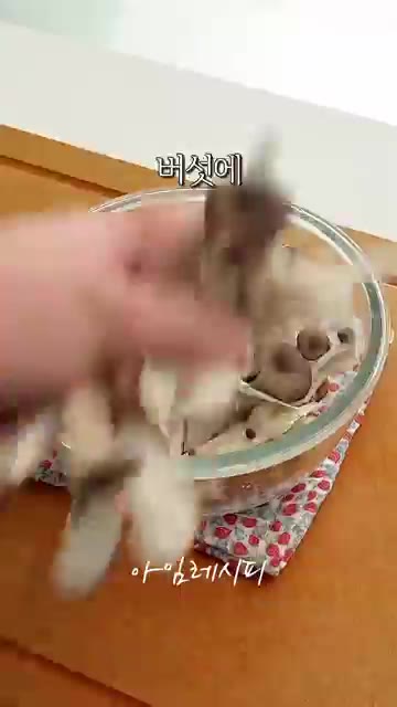 표고버섯은 밑동을 제거하고 편으로 썰고, 느타리버섯은 잘게 찢어 준… — 가을보약 버섯 듬뿍 넣은 버섯솥밥